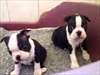 CHIOT mâle boston terrier - photo 1