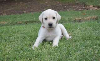 chiots Labrador