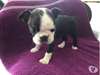 CHIOT mâle boston terrier - photo 1