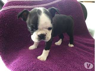 CHIOT mâle boston terrier