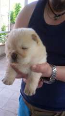 Chow chow enregistré