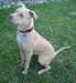 Magnifiques chiots pitt bull - photo 1