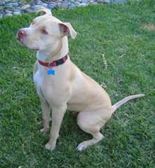 Magnifiques chiots pitt bull