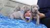 Chiots braques de Weimar LOF a donner - photo 1