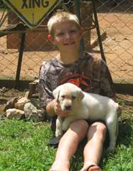 chiots Labrador