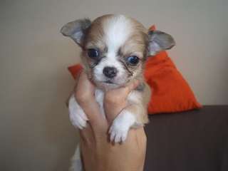 Noël Chihuahua pour adoption
