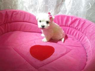 Chiots maltais Prêt pour une nouvelle famille