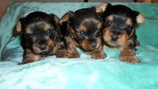 Très beaux chiots Yorkshire males/femelles