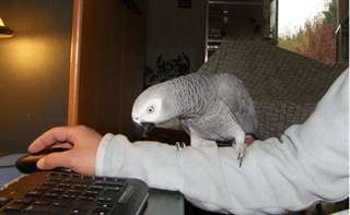 A DONNER b&#233;b&#233; perroquet gris du gabon femelle