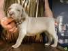 Chiots braques de Weimar LOF a donner - photo 1