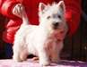 Chiots types westy pour adoption - photo 1