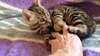 Magnifiques chatons Bengal - photo 1