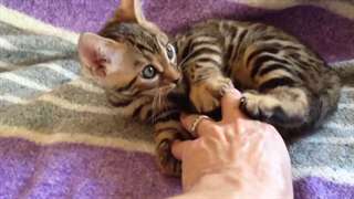 Magnifiques chatons Bengal