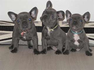 Chiots bulldog français à la recherche d'une nouve