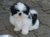 Superbes chiots shih tzu contre bon soins - photo 2