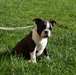 Adorables chiots Boston Terrier - photo 2