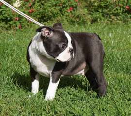 Adorables chiots Boston Terrier