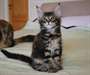 Magnifiques chatons maine coon - photo 2