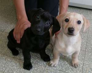 Chiots Boxer pour adoption
