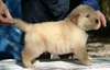 chiots Golden - photo 1