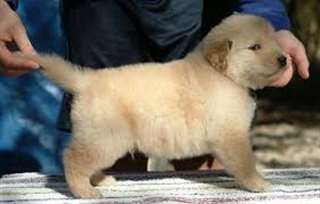 chiots Golden
