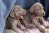 Chiots braques de Weimar LOF a donner - photo 1