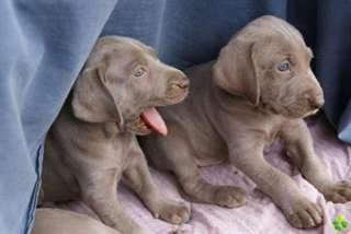 Chiots braques de Weimar LOF a donner