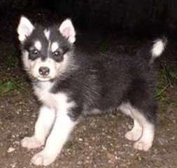 Chiots malamute d'Alaska à vendre