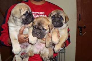 Chiots Bullmastiff disponibles
