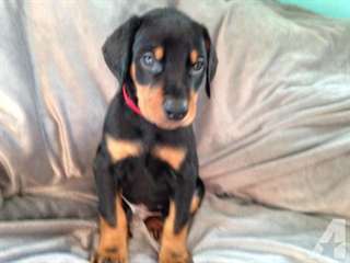 Chiots Dobermann disponibles