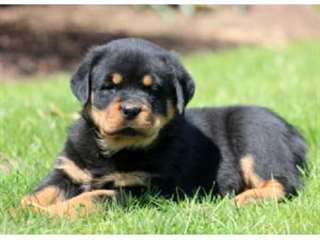 Accueil soulevé rottweiler chiots