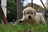 Magnifiques chiots Labrador contre bon soins - photo 2