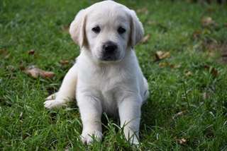 Magnifiques chiots Labrador contre bon soins