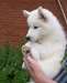 Les yeux bleus inscrits chiots Husky sibérien - photo 1