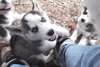 Chiots husky - photo 1