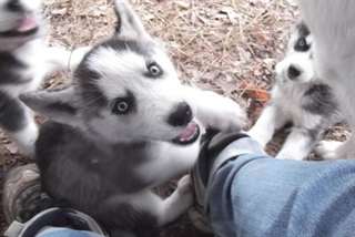 Chiots husky