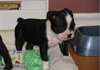 CHIOT mâle boston terrier - photo 1