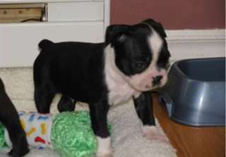CHIOT mâle boston terrier
