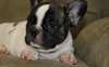 Xmas chiots Bouledogue français pour adoption. - photo 1
