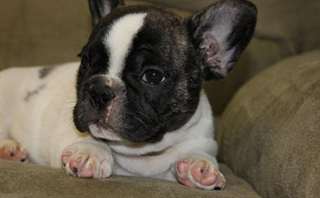 Xmas chiots Bouledogue français pour adoption.