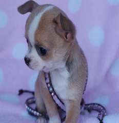 Noël Chihuahua pour adoption