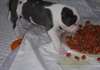 Magnifiques chiots pitt bull - photo 1