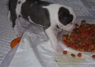 Magnifiques chiots pitt bull