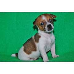 magnifiques  chiots de race jack russell en adopt
