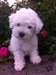 Chiots bichons frisés - photo 1