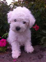 Chiots bichons frisés