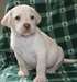 Xmas chiots Bouledogue français pour adoption. - photo 1