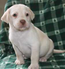 Xmas chiots Bouledogue français pour adoption.