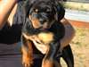 chiots rottweiler - photo 1
