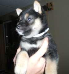 bébé shiba inu de 3 mois disponible